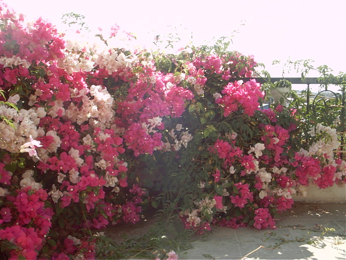 GardenF