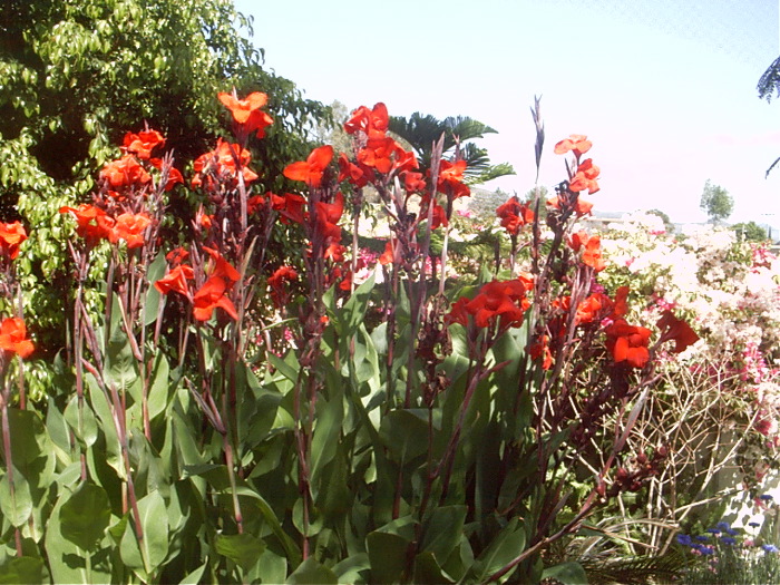 GardenF