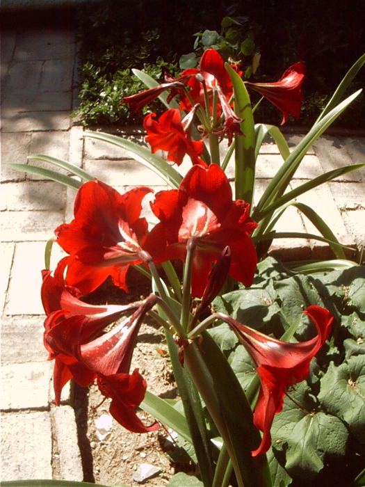 GardenF