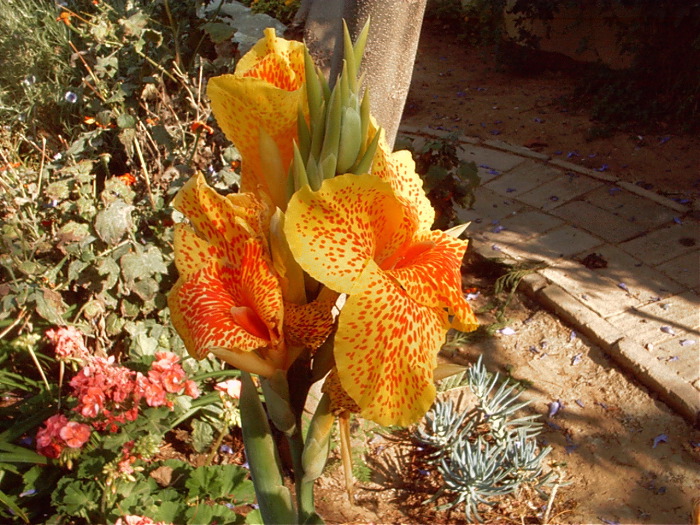 GardenF