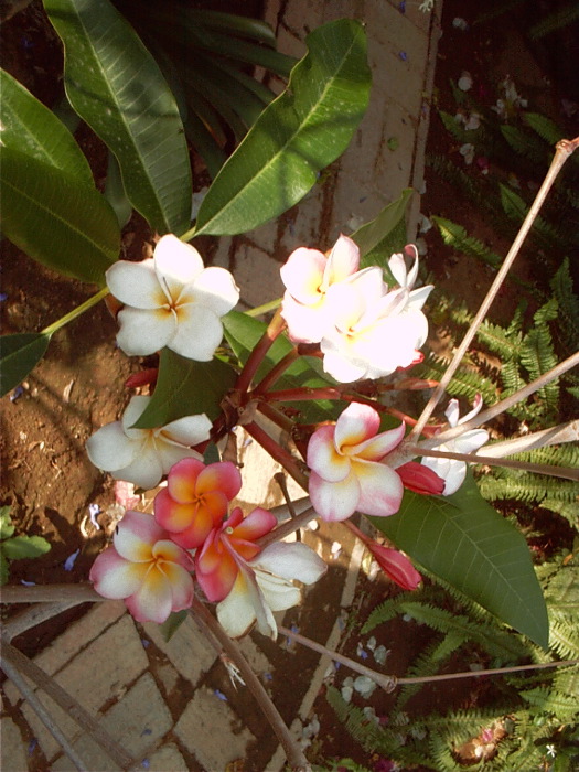 GardenF