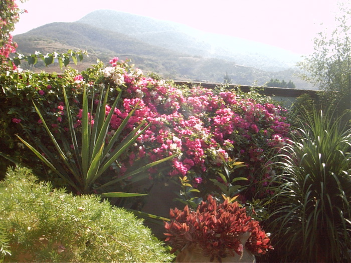 GardenF