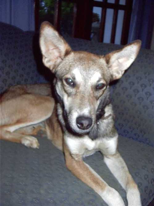 Egyptian Sphinx Dog