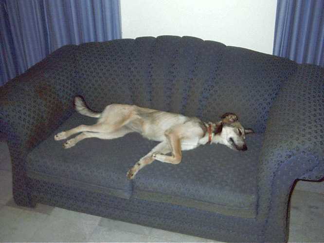 I know what a sofa is for