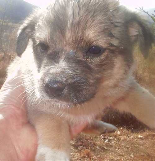 dog in the hand