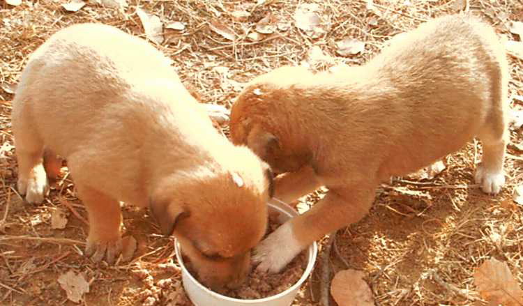 pups-6