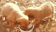 pups-6