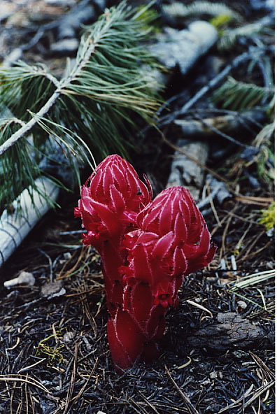 YosemiteF