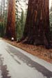 YosemiteT.044