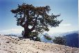 YosemiteT.052
